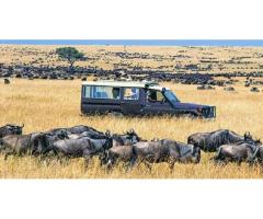 African Wildlife Safari Packages in Kenya | Ashford Tours & Travel