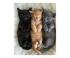Cat Anti Inflammatory Natural Support for Daily Wellness