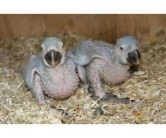 Healthy Babies parrots and fertile parrot eggs for sale at very good prices.