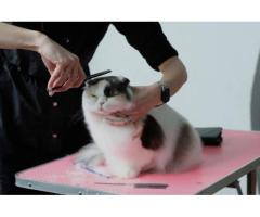 The Pet Parlor Buffalo LLC | Pet Groomer | Dog Grooming Service Buffalo NY