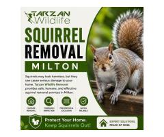 Squirrel Removal Milton