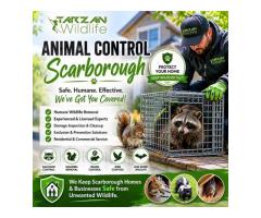 Animal Control Scarborough