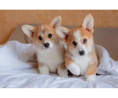 Corgi Puppies in Chicago, IL – Healthy AKC Pembroke Welsh Corgis