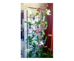 Orchid Stand: A Perfect Way to Display Your Beautiful Orchids