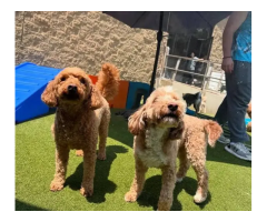 Pet Turf Installation for Dogs, Denton, Allen, Dallas and More
