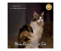 Maine Coon Cats for Sale - Find Your Perfect Maine Coon Companion