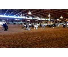 Your Horse Deserves a Five-Star Oasis in Horse Capital USA