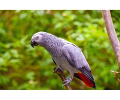 Parrots for Sale | African Grey, Macaw & Baby Parrots for Sale