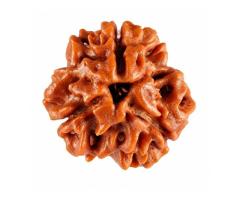 Top Benefits of 3 Mukhi Rudraksha Original - Braj Bhoomi