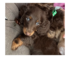 KC reg, champ bloodline Mini long hair Dachshunds