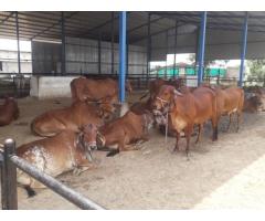 Buy Vansun Milking Desi Cow Parlor in India for Complete Milk Letdown