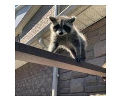 Animal Control Markham