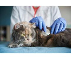 Trusted Russian Speaking Veterinarian