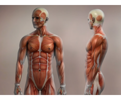 Accredited Musculoskeletal Sonography Course in NYC – Enroll Today