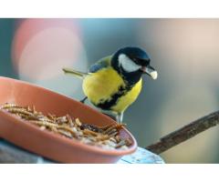 Premium Bran Bedding for Healthy Mealworms