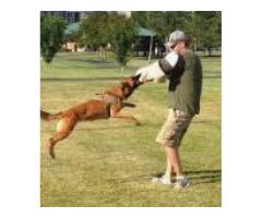 Best Dog Trainers in Phoenix