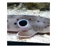 Buy Saltwater Fish Online – Premium Marine Fish for Aquariums