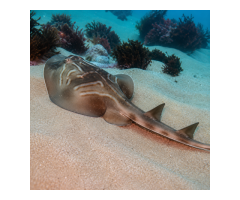 Buy Saltwater Fish Online – Premium Marine Fish for Aquariums - 2