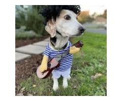 Dog Boarding Wag Division-Clinton
