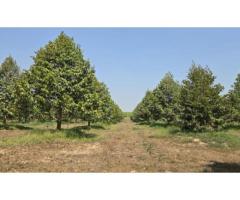 Empty land for sale 5-2-74 rai with durian orchard, Klaeng District,