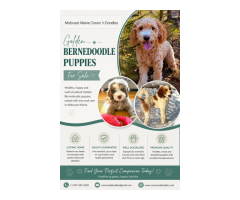 Looking for Golden Bernedoodle Puppies for Sale? Start Your Search Here