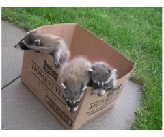 Animal Control Vaughan