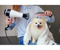 Pet Grooming Near Me | Professional Dog & Cat Grooming