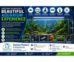 Aquarium Maintenance in Dubai | Professional Aquarium Services