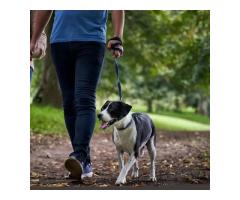 Quality Dog Daycare Services for Hoboken Families
