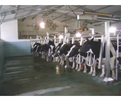 Buy Vansun Milking Parallel Parlor for Large Dairy Herds in India