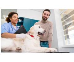 Spay Cost | Affordable Options for Safe Pet Care