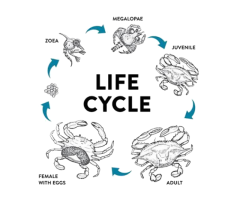 Crab fattening