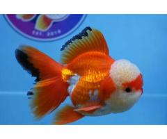 Best Fancy Goldfish in Austin