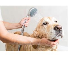 Dog Bath For Itchy Skin in Mirdif | Paws & Claws Pets