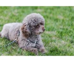 Discover One of the Finest Labradoodle Breeders in Texas