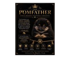 Trusted Pomeranian Dog Breeders at The Pomfather