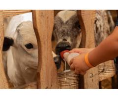 Buy a Calf Milking Bottle in India from Vansun Milking for Better Calf Health