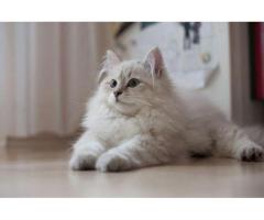 White Siberian Cat For Sale In Washington