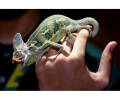 Easy Feeding Tweezers for Reptiles in Phoenix Area
