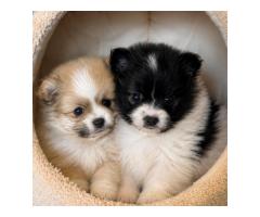 Trusted Pomeranian Puppies from Experienced Breeders