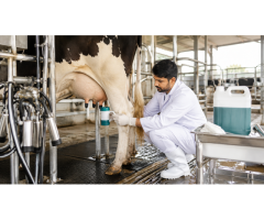 Buy the Best Teat Dip Solution in India from Vansun Milking for Mastitis Prevention