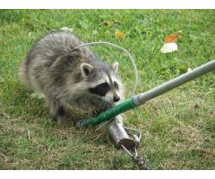 Raccoon Removal Vaughan