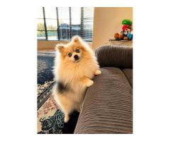 Pomeranian Dog Breeders for Adorable Companions