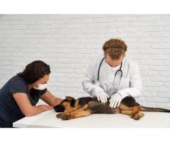 Emergency Dog Clinic Near You – Fast Veterinary Care