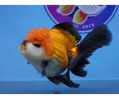 Live Fancy Goldfish for Aquariums
