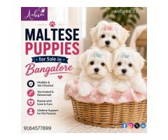 Golden Retriever Puppies for Sale in Bangalore – Find Your Perfect Family Companion | Aubree