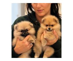 Pomeranian Puppies Ready for Loving Homes