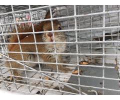 Squirrel Removal Mississauga