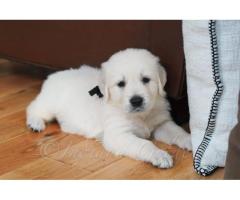 English Retriever Indiana: Your Guide to Finding the Right Puppy