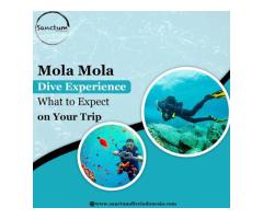Mola Mola Dive Experience: What to Expect on Your Trip